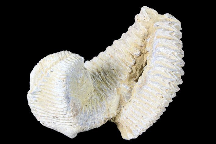 Cretaceous Fossil Oyster (Rastellum) Pair - Madagascar #88495